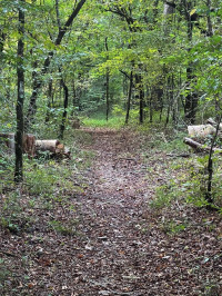 GOBLIN RUN (Matt Barninger)