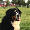 Carter Middelkoop