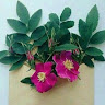 سلطان اسكندر